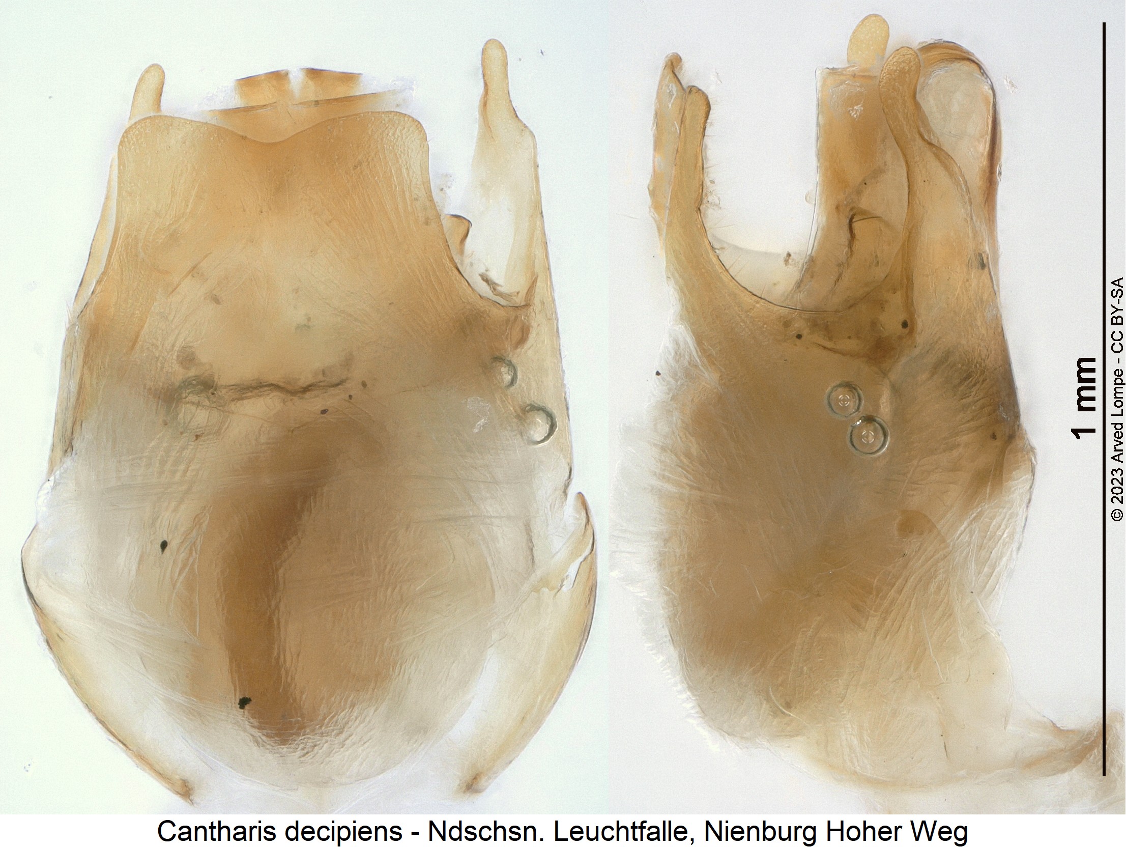 cantharis_decipiens.jpg