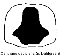 cantharis_decipiens_hsch.gif