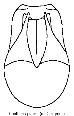 cantharis_pallida.gif
