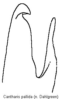 cantharis_pallida2.gif