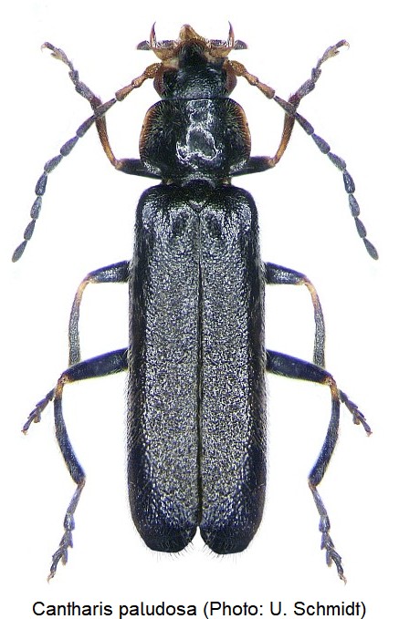 cantharis_paludosa_hab.jpg
