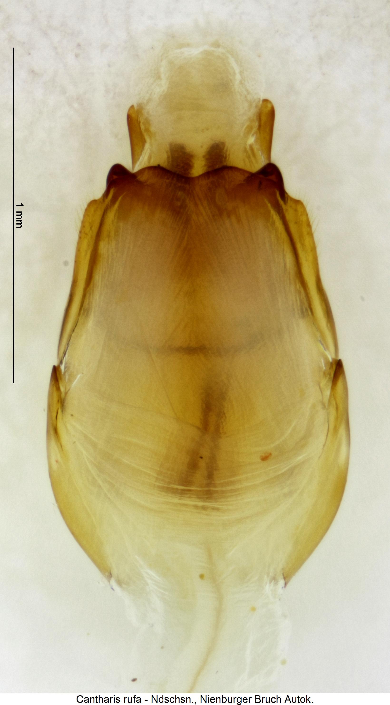 cantharis_rufa.jpg