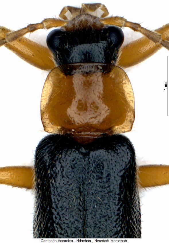 cantharis_thoracica_vk.jpg