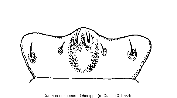 carabus_coriaceus_ol.gif
