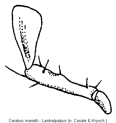 carabus_marietti_ts.gif
