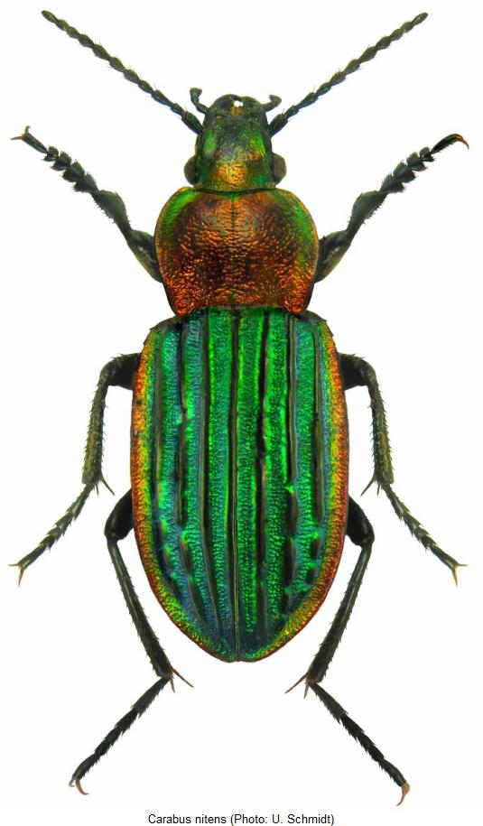 carabus_nitens_hab.jpg