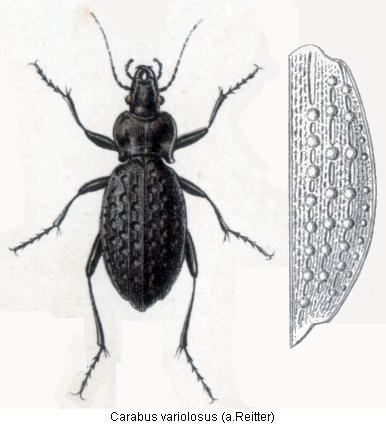 carabus_variolosus_rtt.jpg