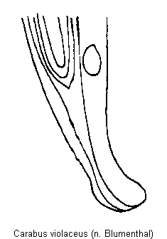 carabus_violaceus.gif