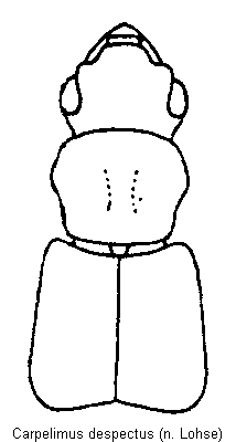 carpelimus_despectus_vk.gif
