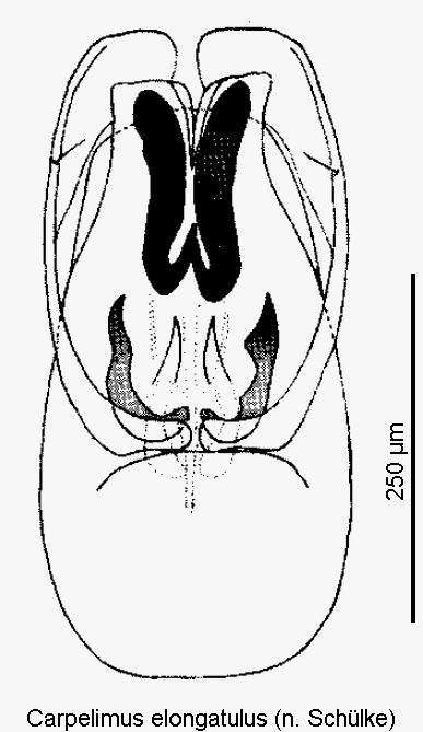 carpelimus_elongatulus.gif