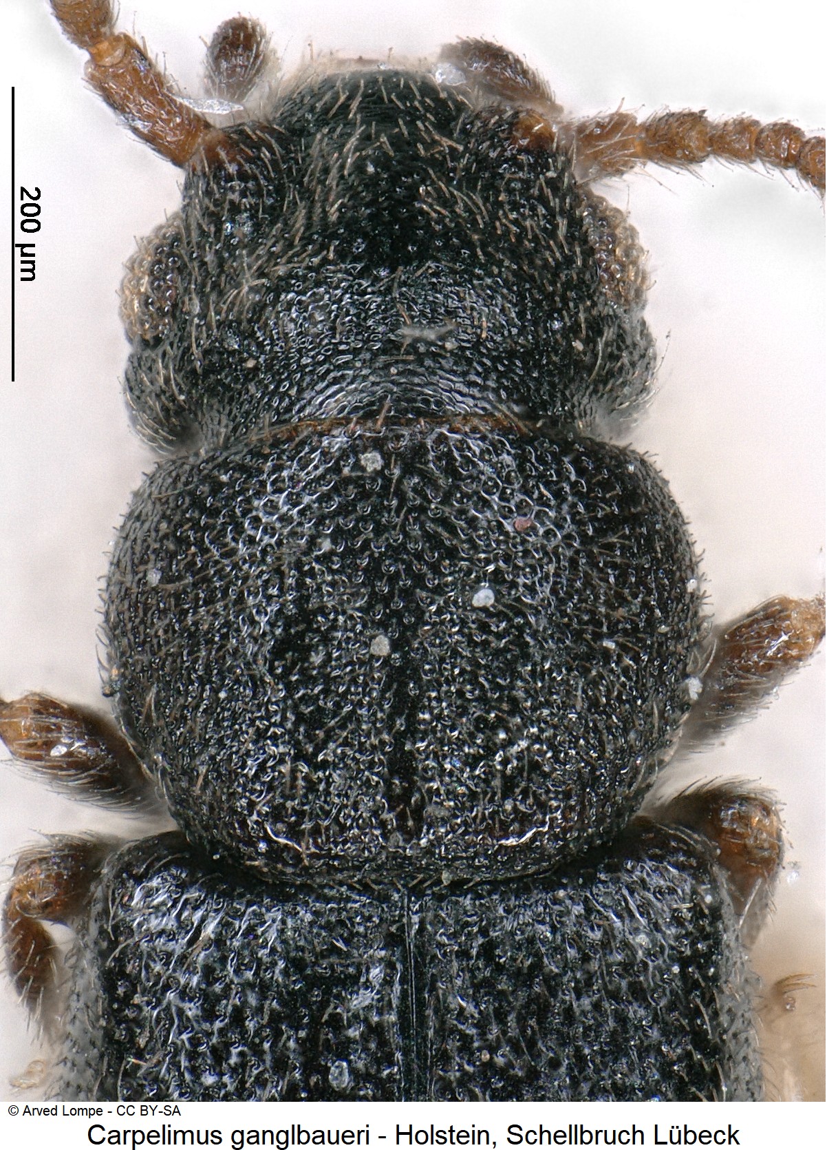 carpelimus_ganglbaueri_ck4478_vk.jpg