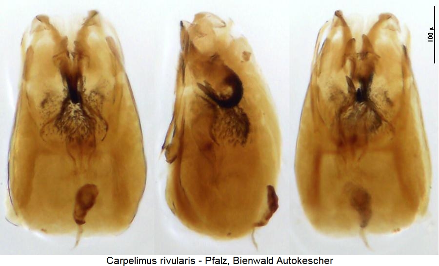 carpelimus_rivularis.jpg