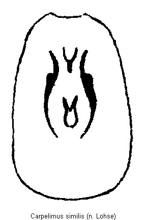 carpelimus_similis.gif