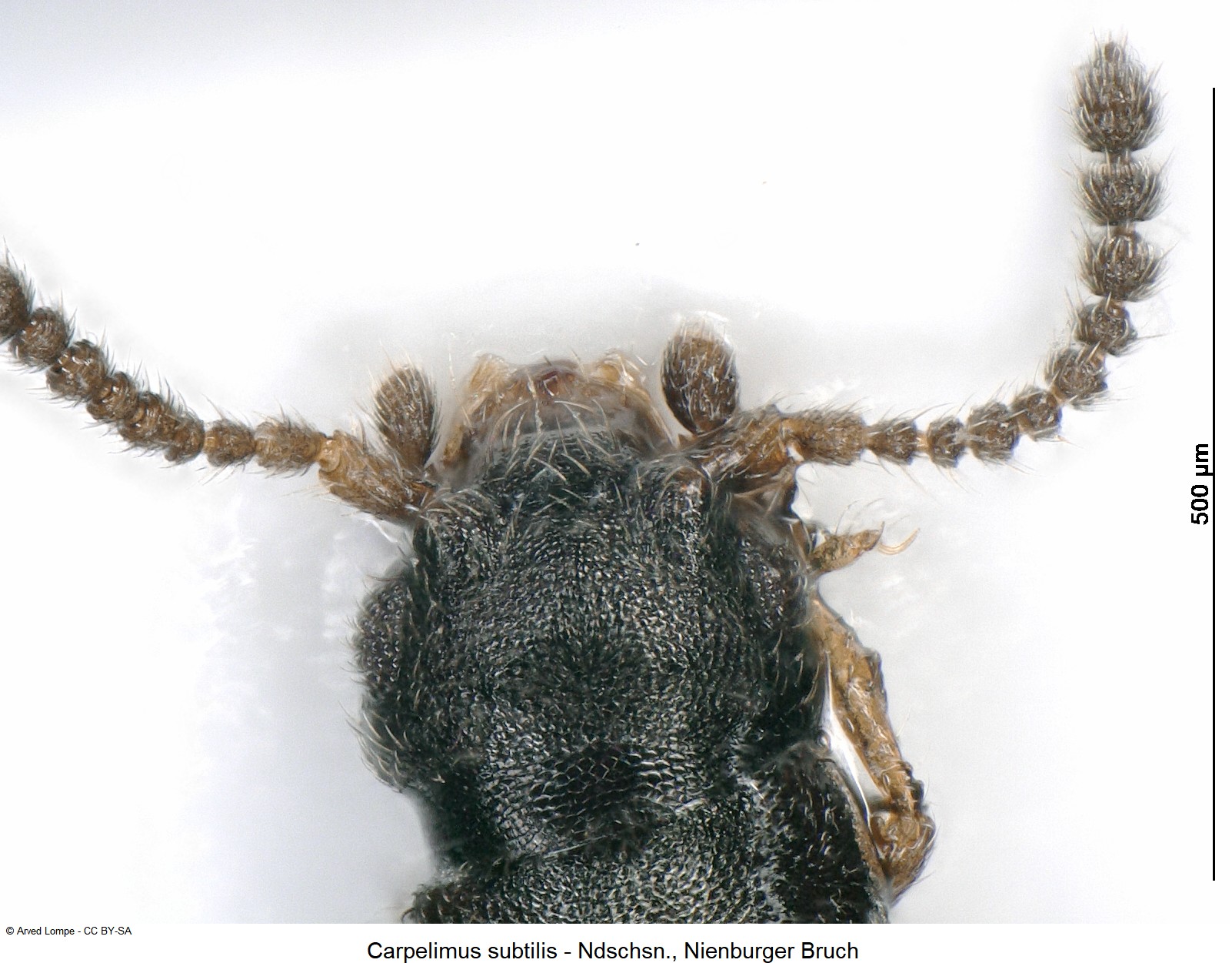 carpelimus_subtilis_ck35584816_k.jpg