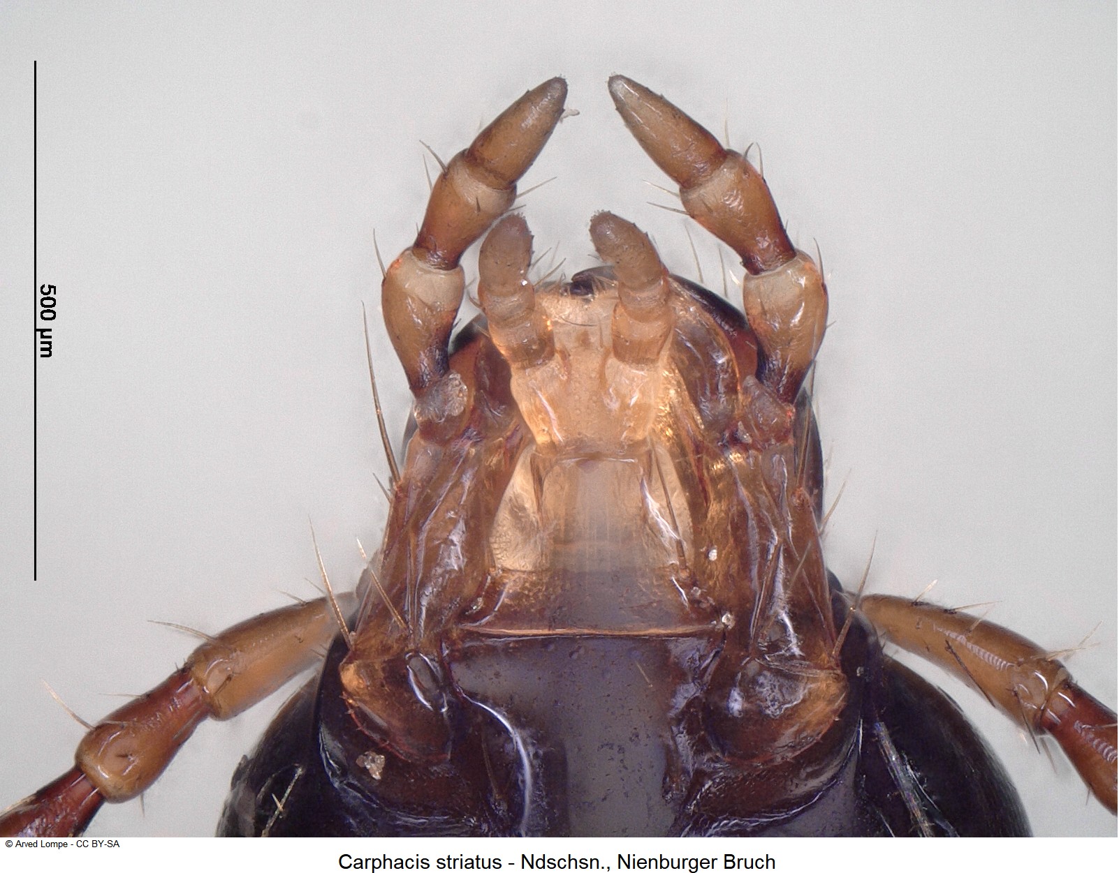 carphacis_striatus_ck35793588_ment.jpg