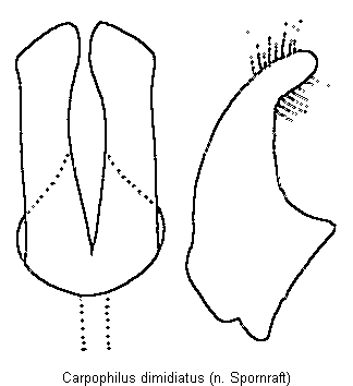 carpophilus_dimidiatus.gif