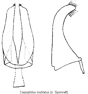carpophilus_mutilatus.gif