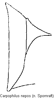 carpophilus_nepos_mbr.gif
