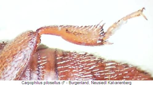carpophilus_truncatus_hschn.jpg