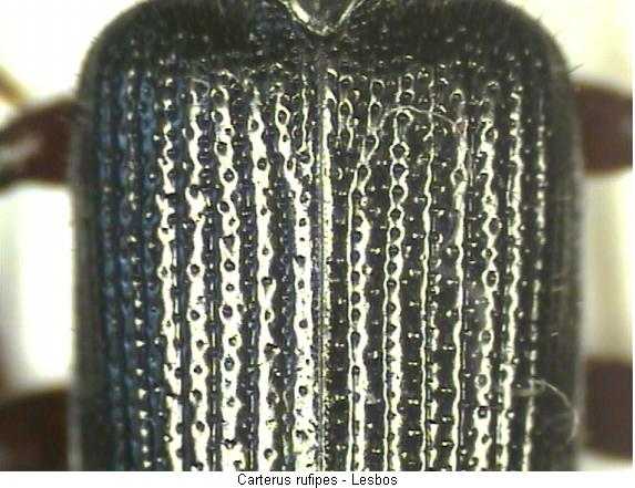 carterus_rufipes_fld.jpg