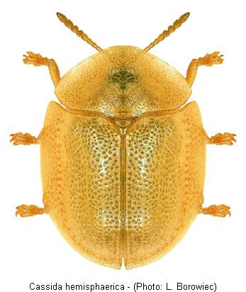 cassida_hemisphaerica.jpg