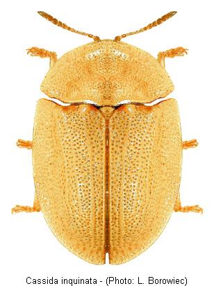 cassida_inquinata.jpg