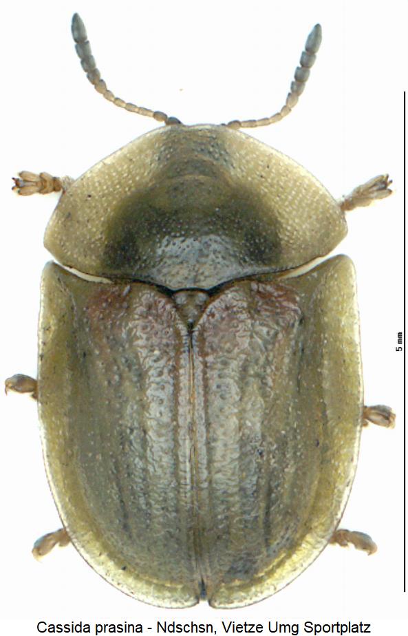cassida_prasina_hab1.jpg
