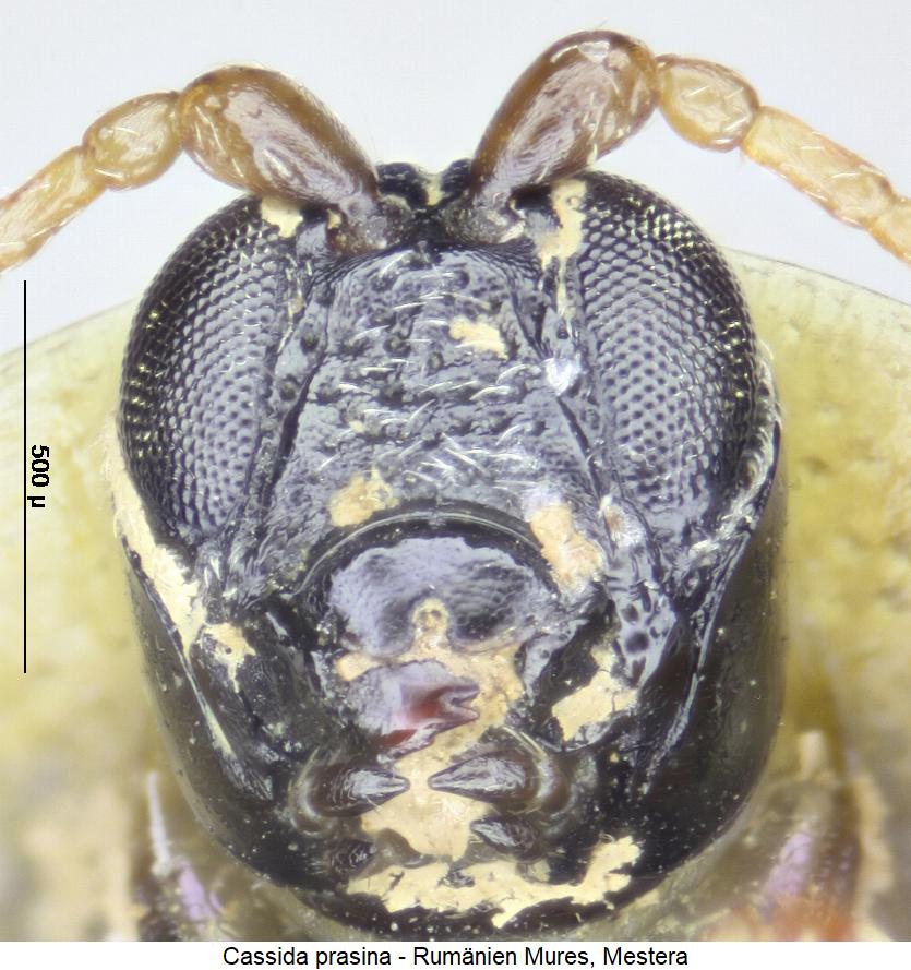 cassida_prasina_k.jpg