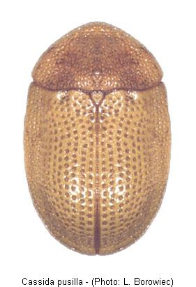 cassida_pusilla.jpg