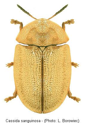 cassida_sanguinosa.jpg