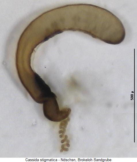 cassida_stigmatica_sperm.jpg