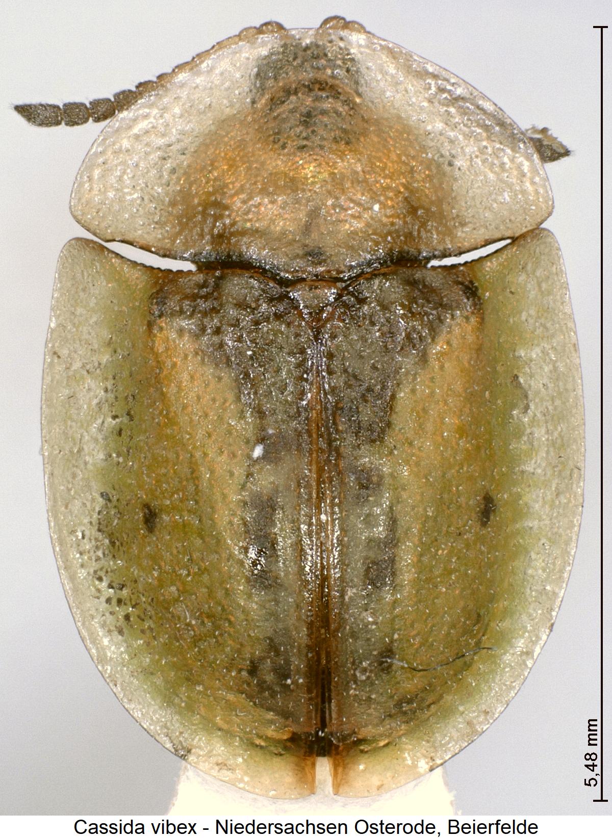 cassida_vibex_hab.jpg