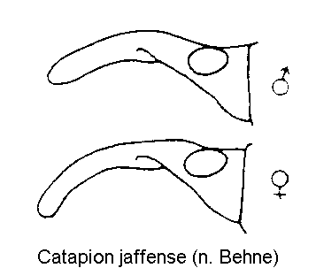 catapion_jaffense_k.gif