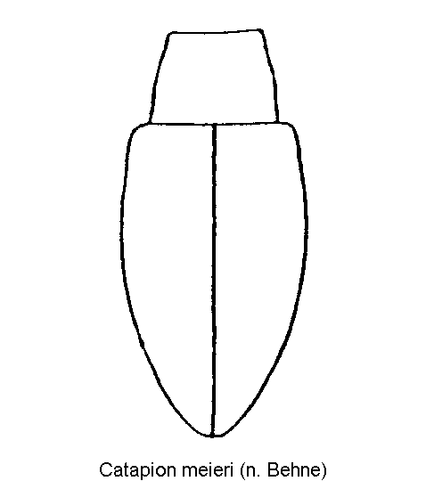 catapion_meieri_fld.gif