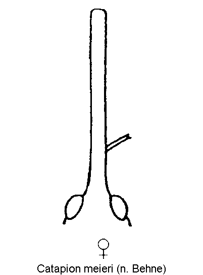 catapion_meieri_k.gif