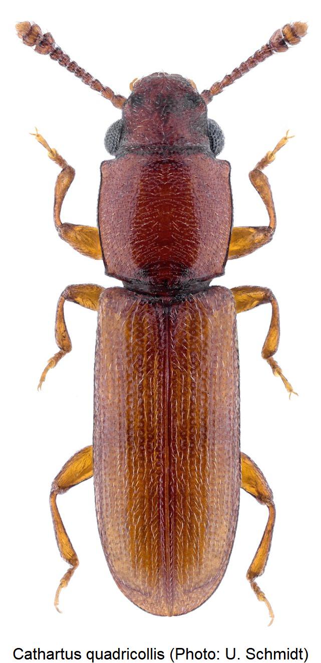 cathartus_quadricollis_hab.jpg