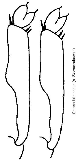 catops_fuliginosus_vschn.gif