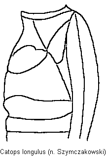 catops_longulus_br.gif