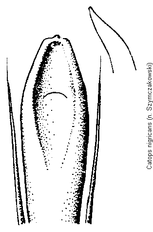 catops_nigricans.gif