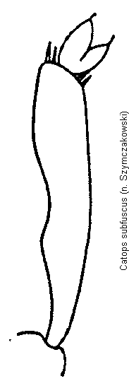 catops_subfuscus_vschn.gif