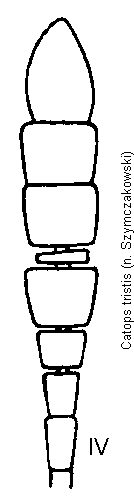 catops_tristis_f.gif