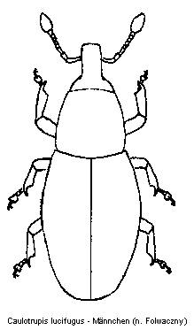 caulotrupis_lucifugus_hab.gif
