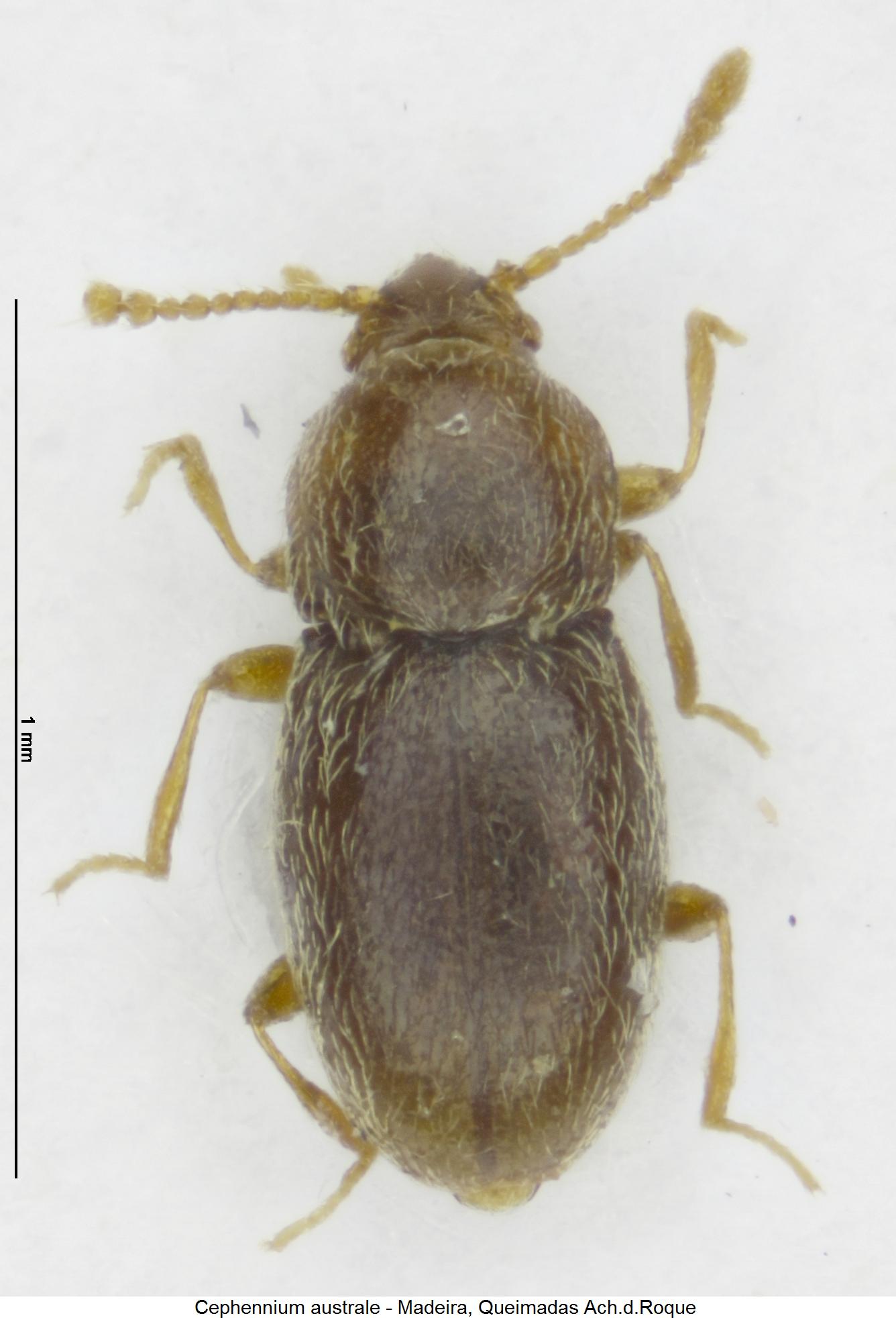 cephennium_australe_hab.jpg