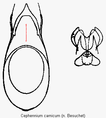 cephennium_carnicum.gif