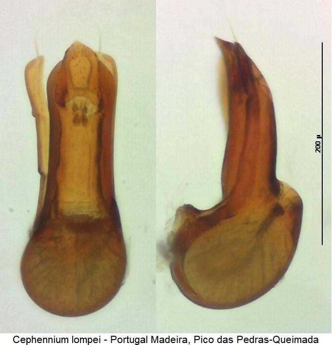 cephennium_lompei.jpg