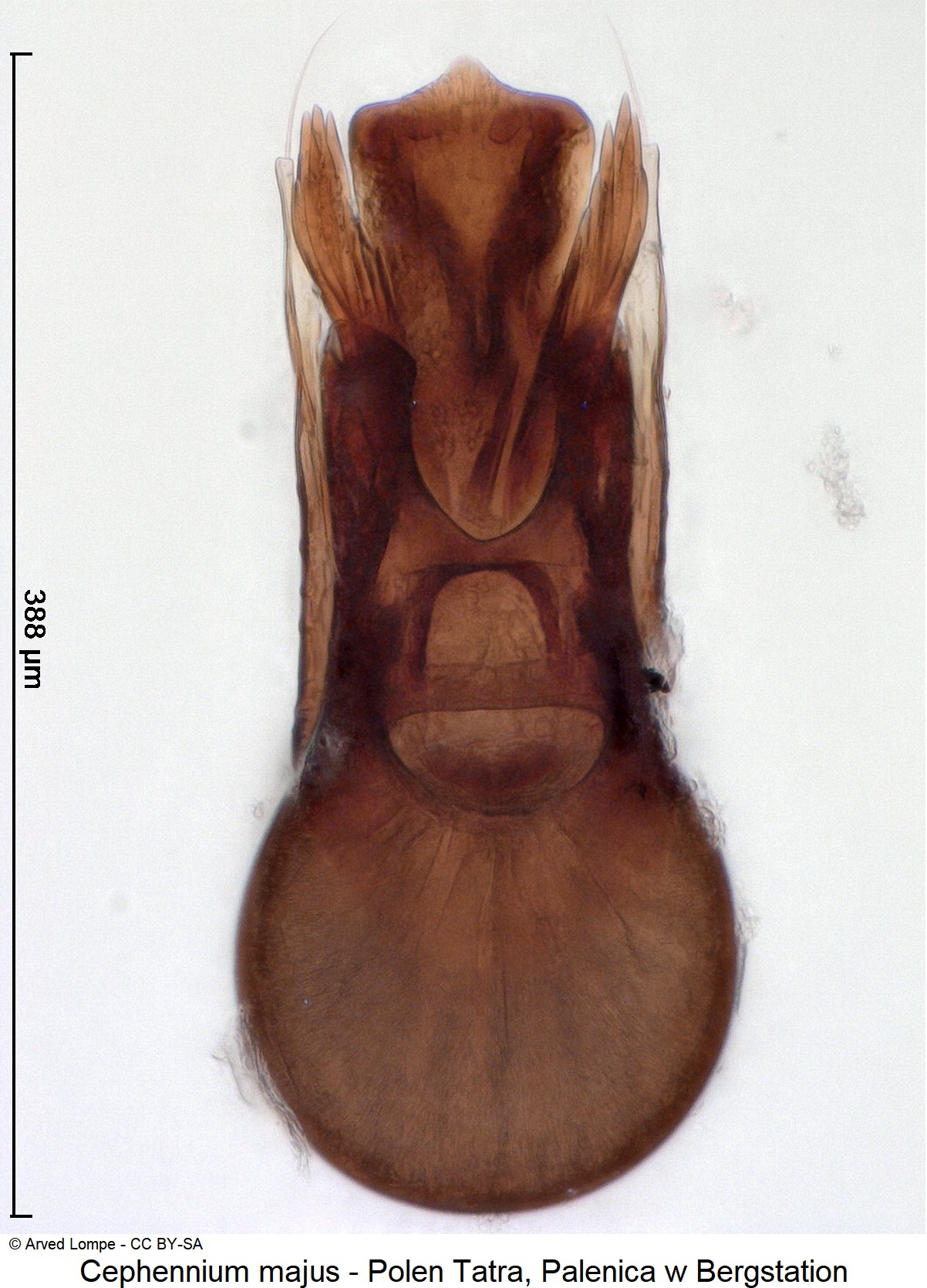 cephennium_majus_ck34541700.jpg