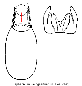 cephennium_weingaertneri.gif