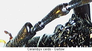cerambyx_cerdo_fhlr.jpg