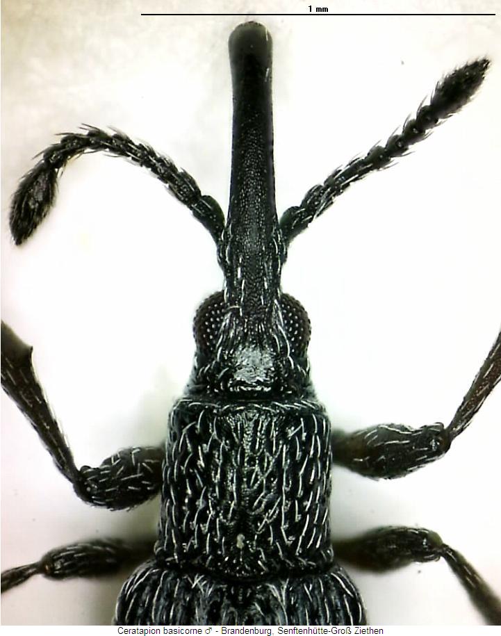 ceratapion_basicorne_vk.jpg