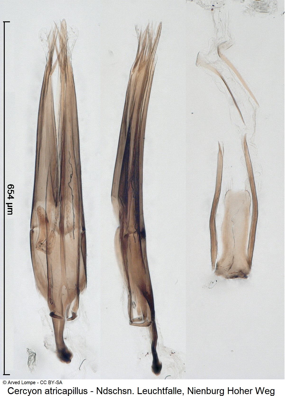 cercyon_atricapillus_ck36528306.jpg